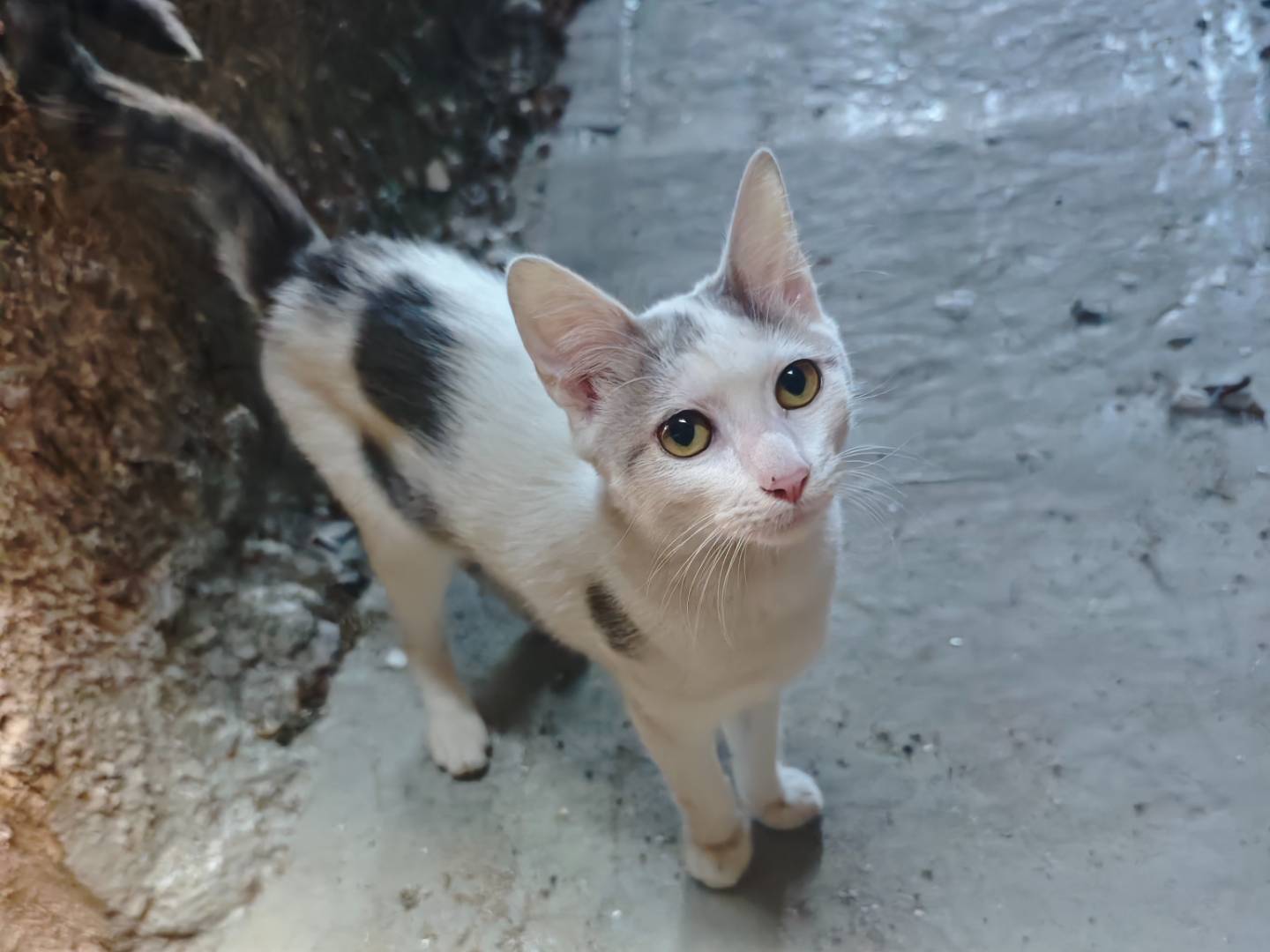 Adotta un gatto, femmina, 5 mesi, Benevento