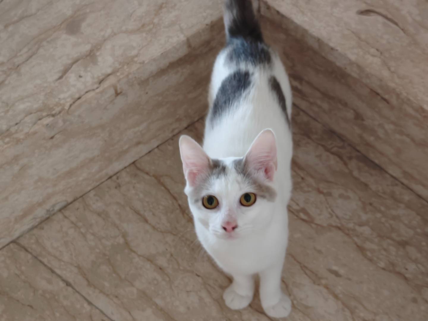 Adotta un gatto, taglia non valida, femmina, Benevento