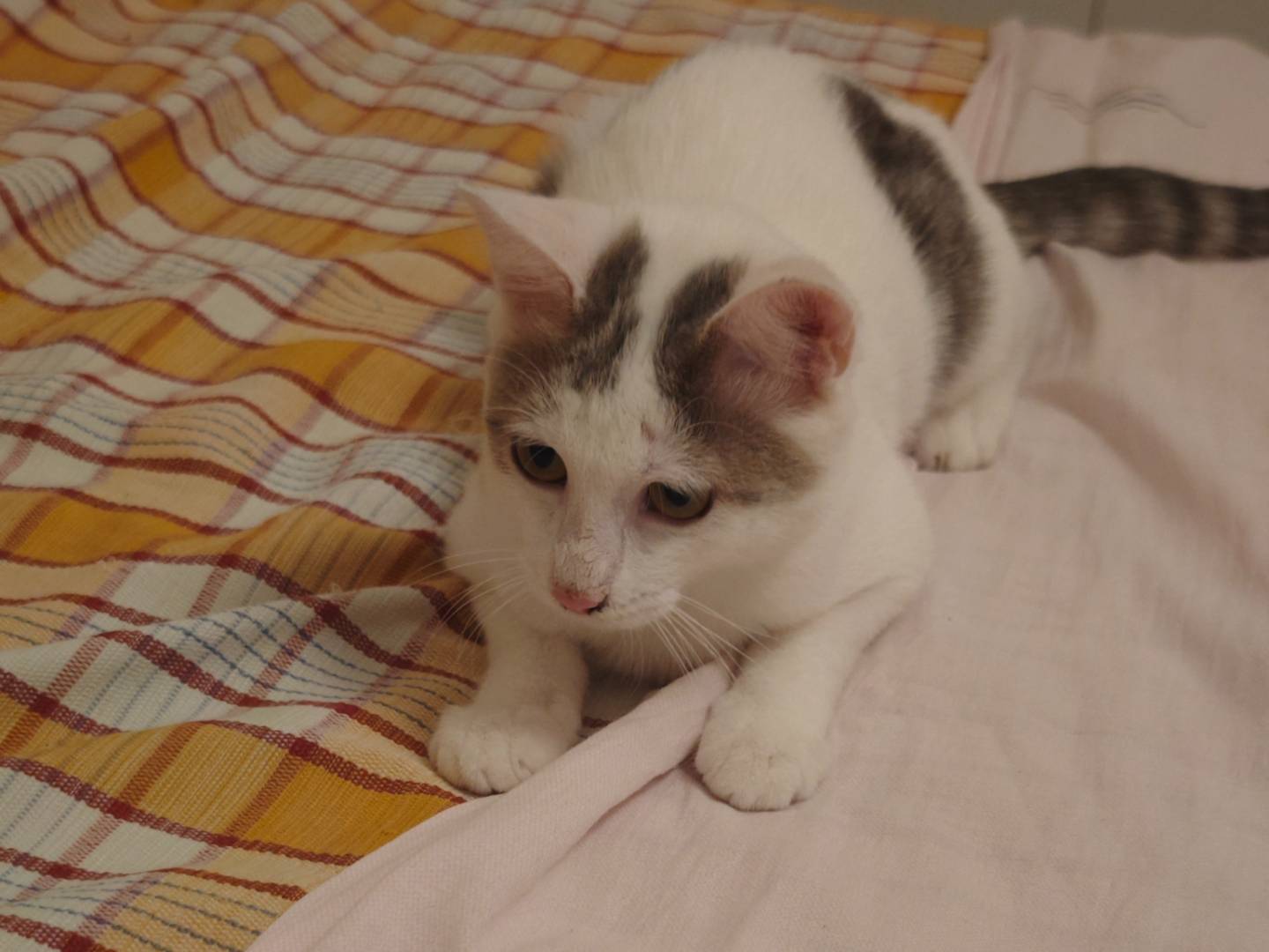 Vuoi adottare un gatto a Benevento?