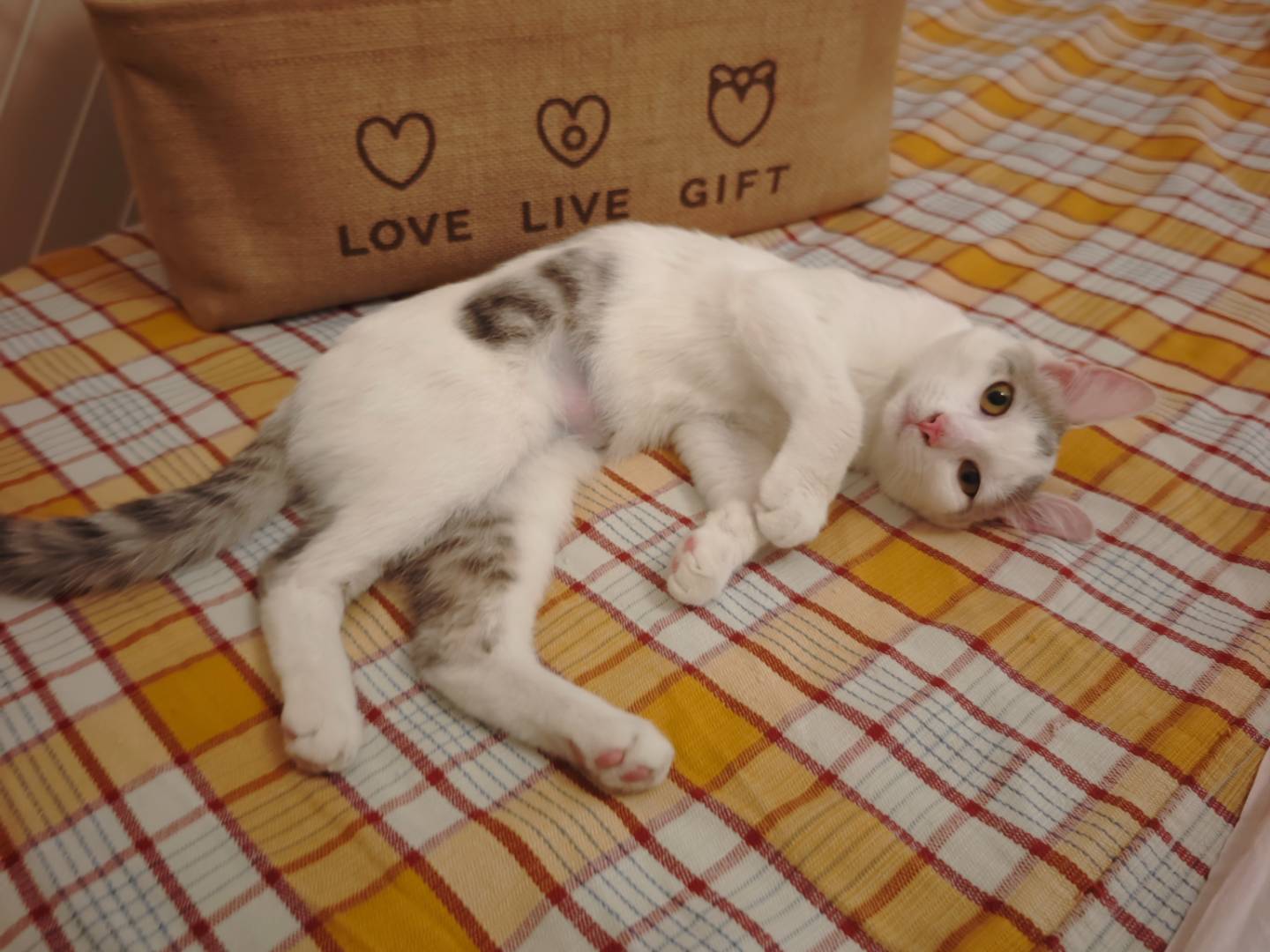 Adozione gatto, femmina, Razza sconosciuta Razza sconosciuta, 5 mesi, taglia non valida, Benevento