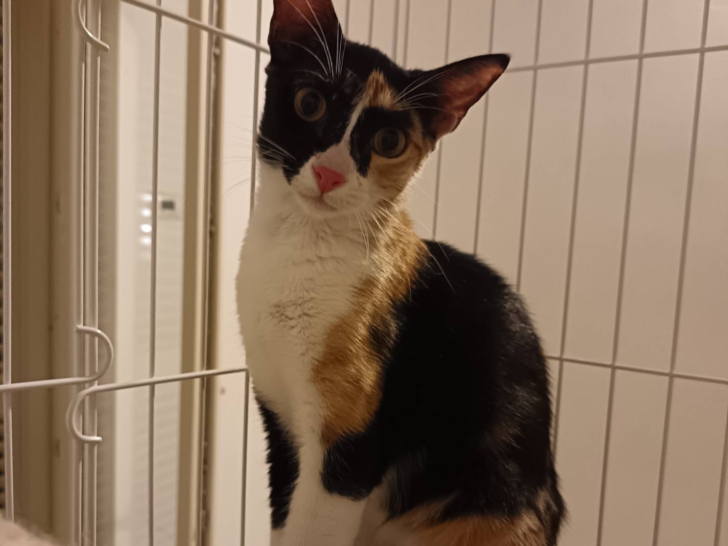 Adozione gatto, femmina, Razza sconosciuta Razza sconosciuta, 6 mesi, taglia non valida, Barletta
