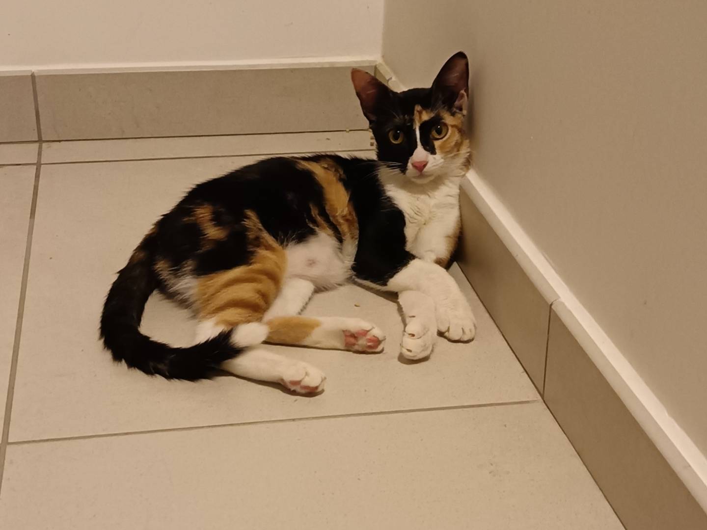 Adotta un gatto, femmina, 6 mesi, Barletta
