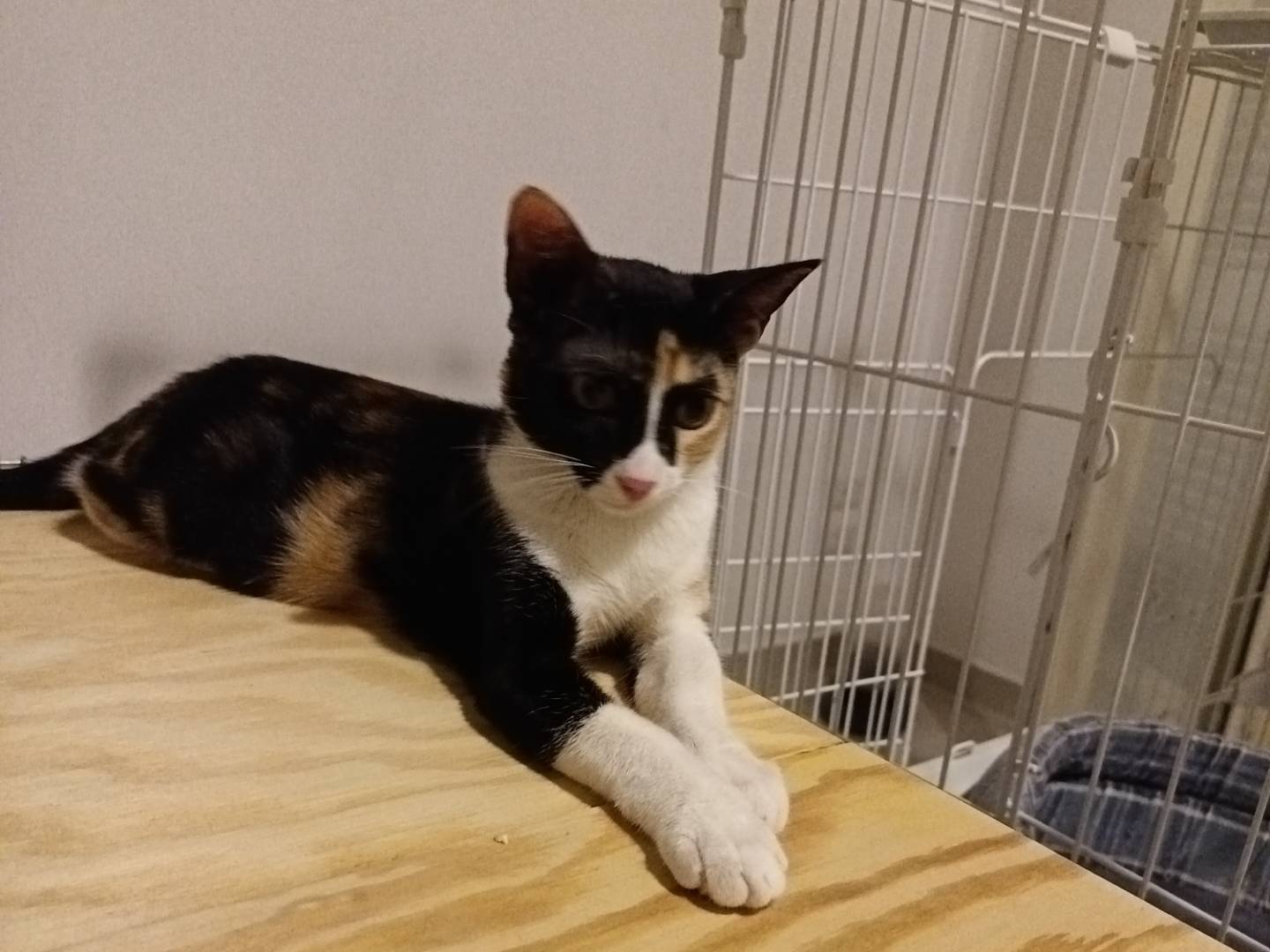 Adotta un gatto, taglia non valida, femmina, Barletta