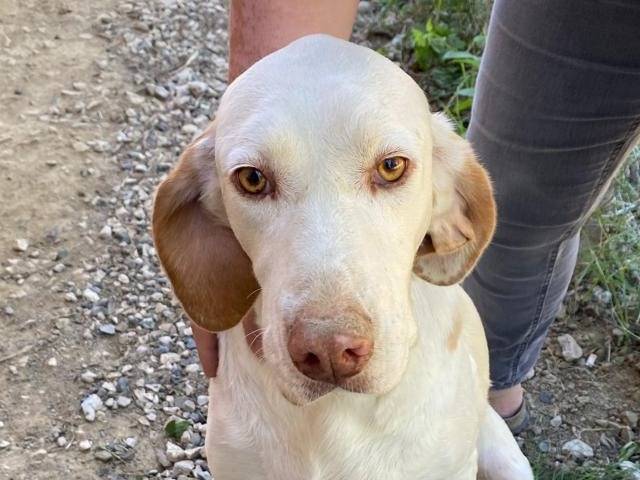 Adozione cane, maschio, Razza sconosciuta Razza sconosciuta, 6 anni e 1 mese, taglia media, Udine