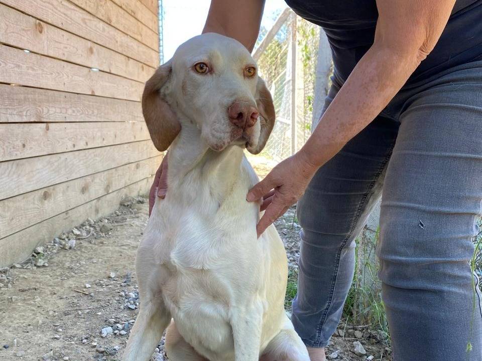 Adotta un cane, maschio, 6 anni e 1 mese, Udine