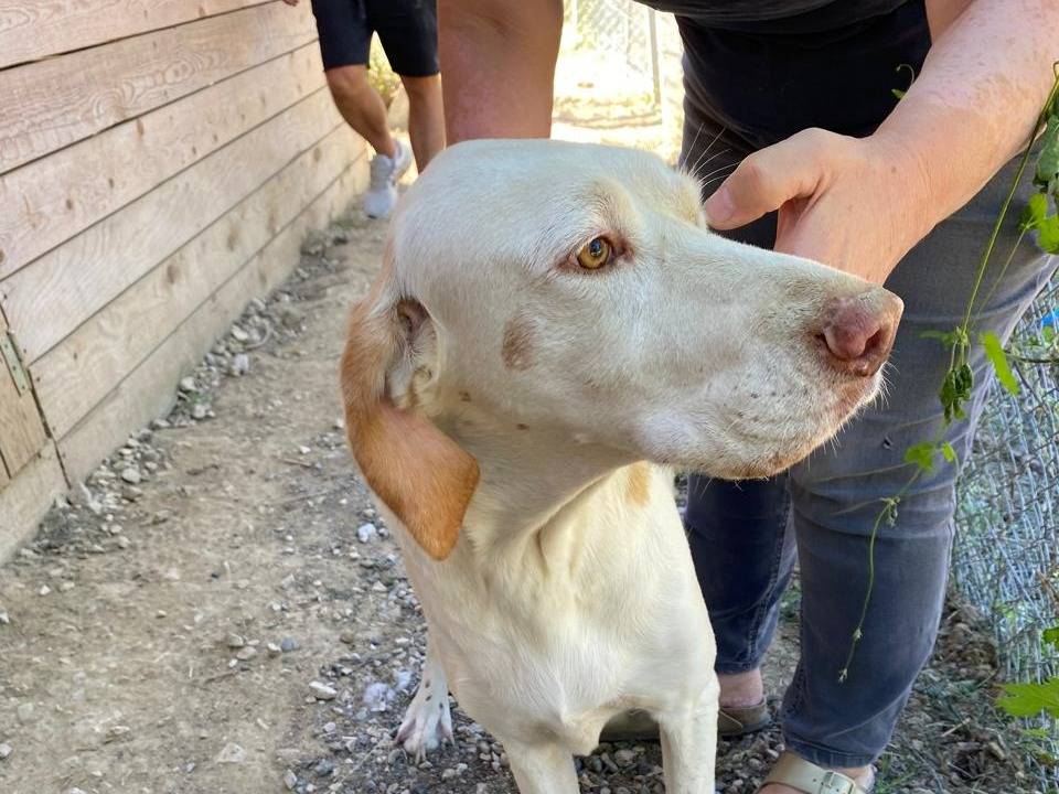 Adotta un cane, taglia media, maschio, Udine