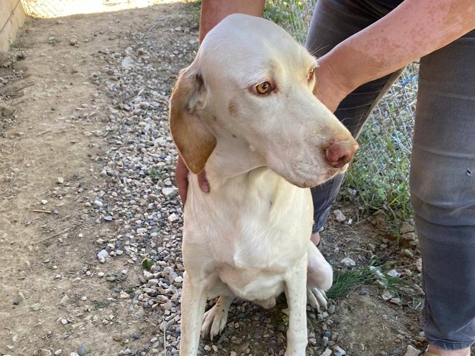 Vuoi adottare un cane a Udine?