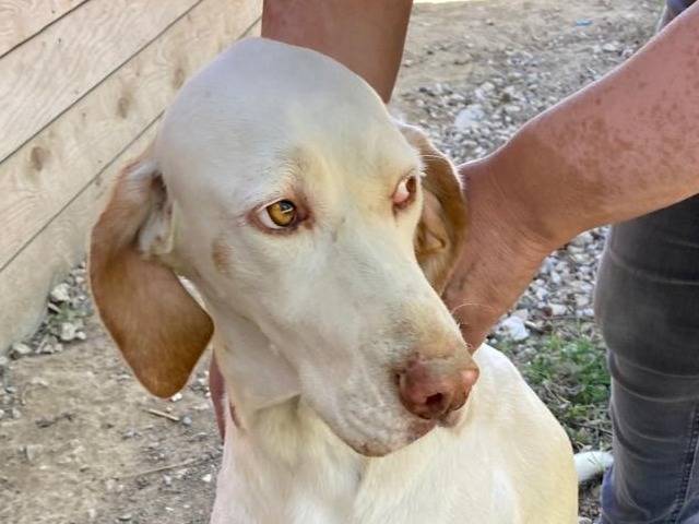 Adotta il cane Hunt a Udine