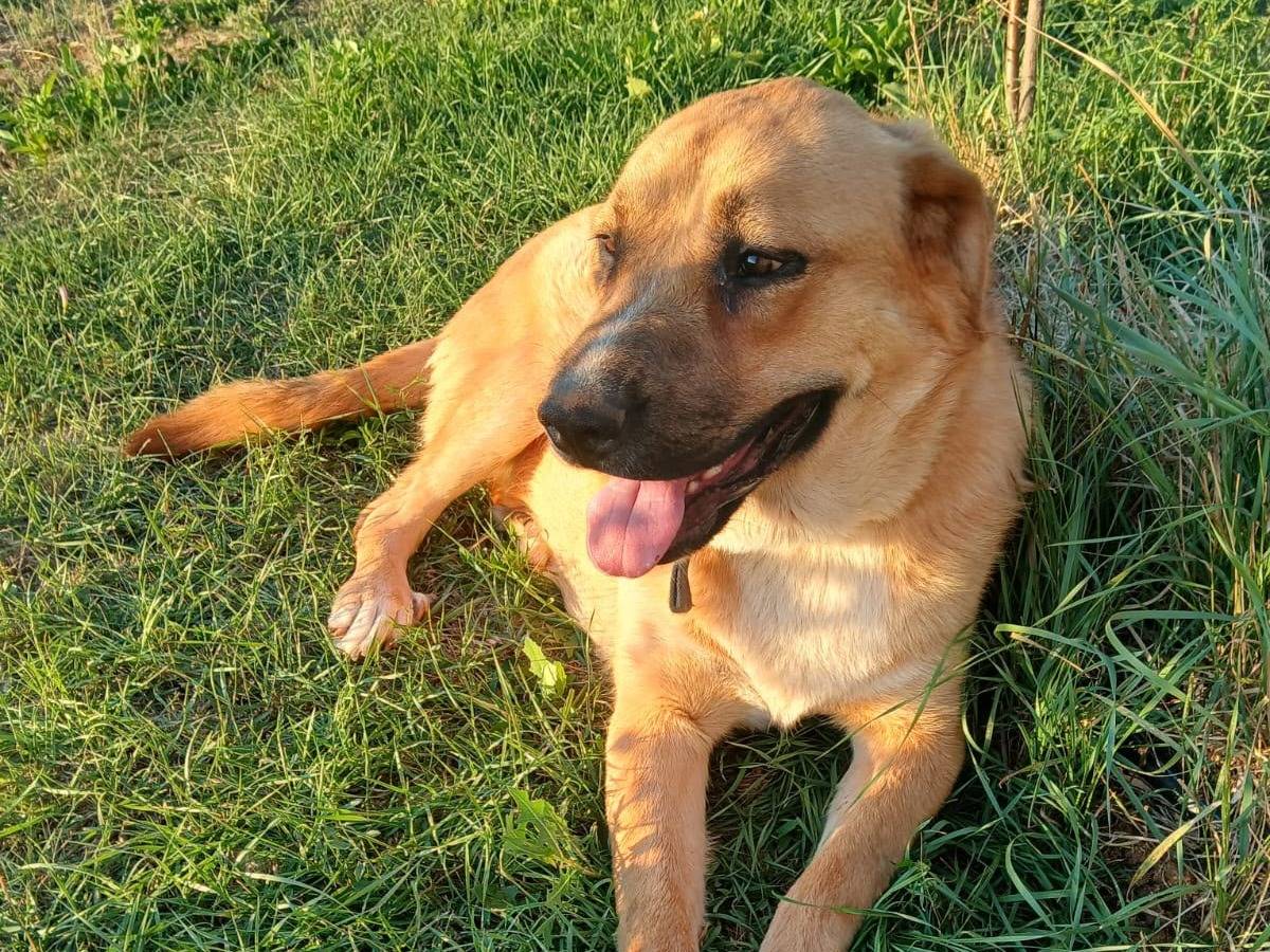Adotta un cane, femmina, 10 mesi, Udine