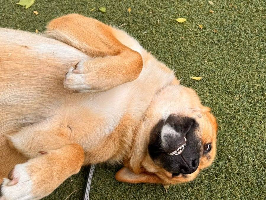 Adotta un cane, taglia grande, femmina, Udine