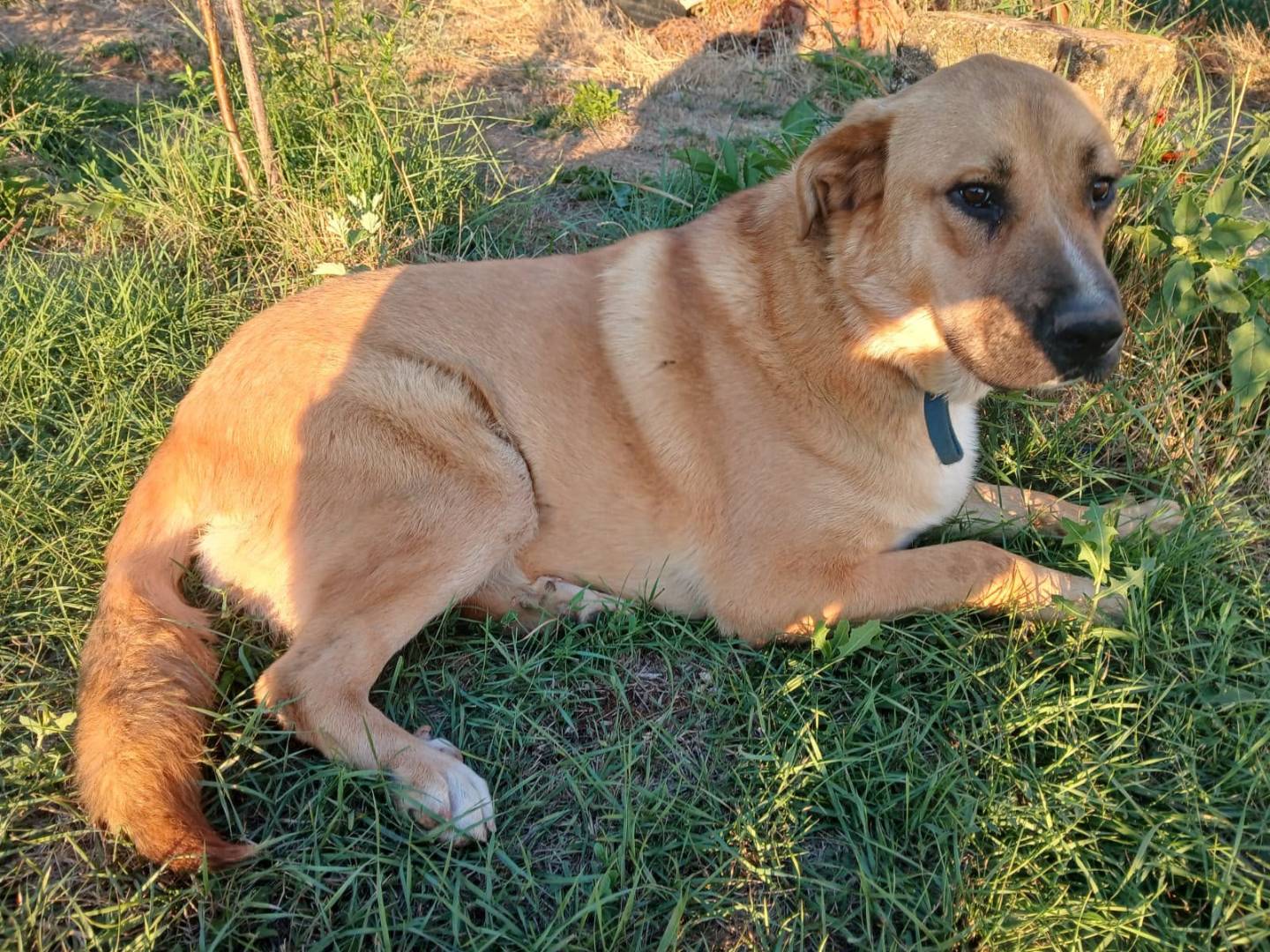 Vuoi adottare un cane a Udine?