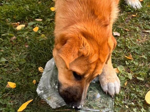 Adotta il cane Luna a Udine