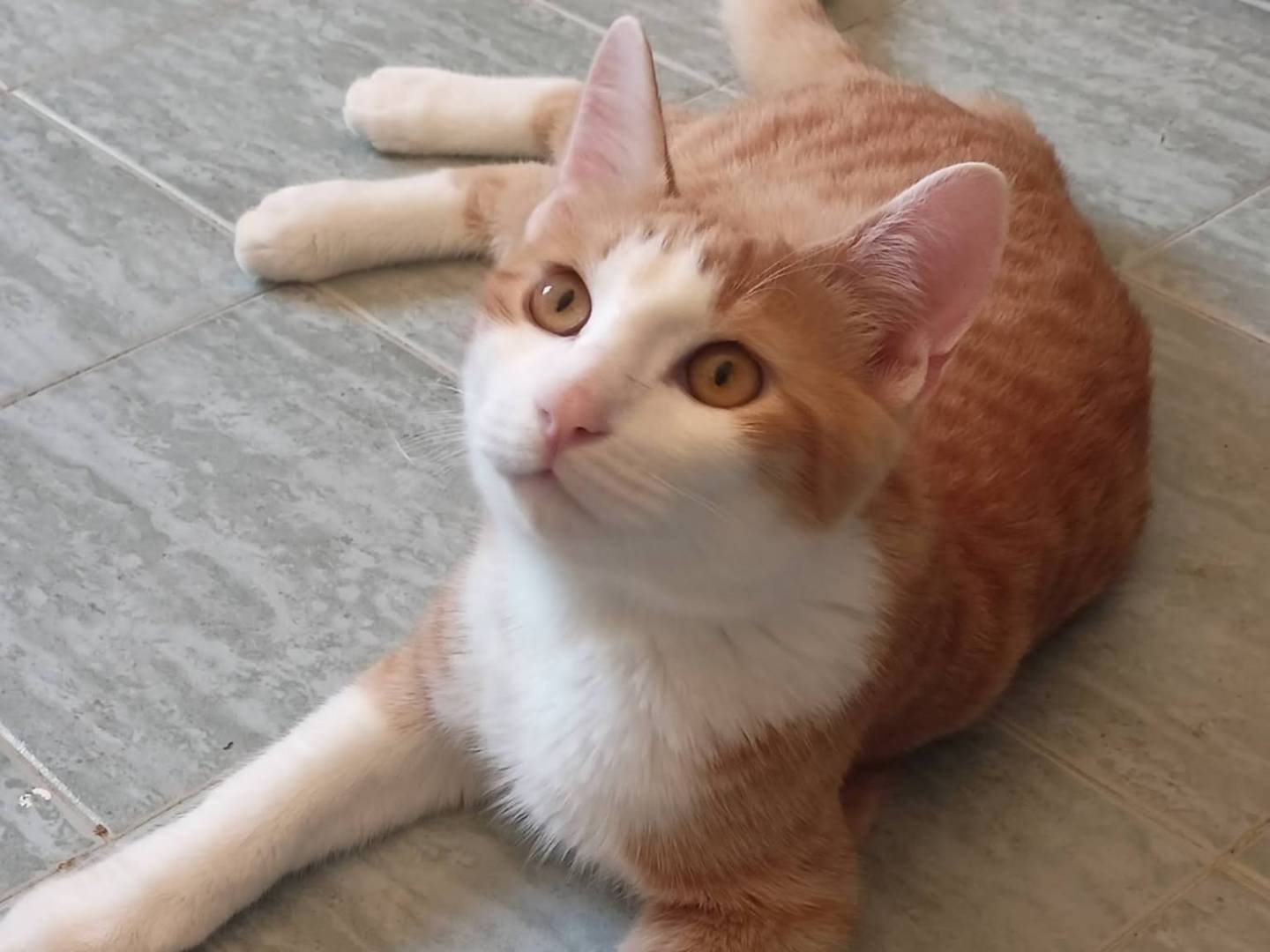 Vuoi adottare un gatto a Milano?