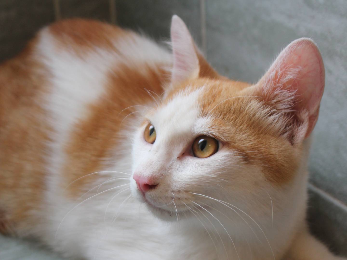 Adotta il gatto FRATELLI ROSSI WILLY E TOMMY  a Milano