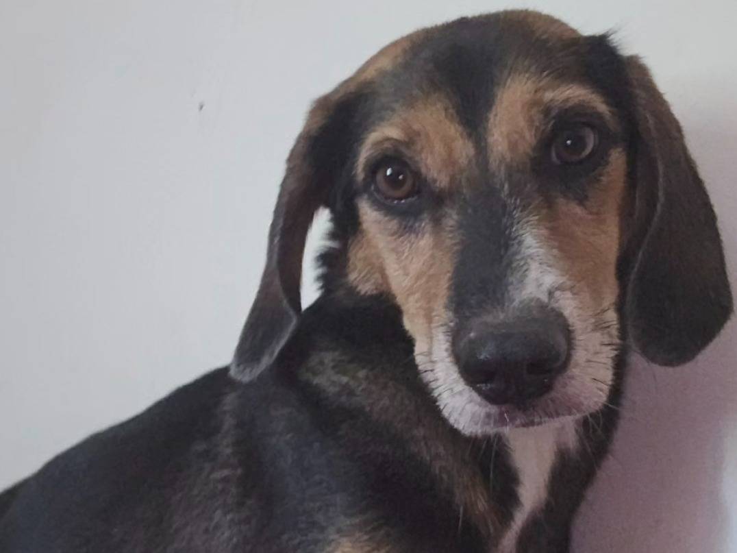 Adozione cane, maschio, Razza sconosciuta Razza sconosciuta, 3 anni e 1 mese, taglia piccola, Roma