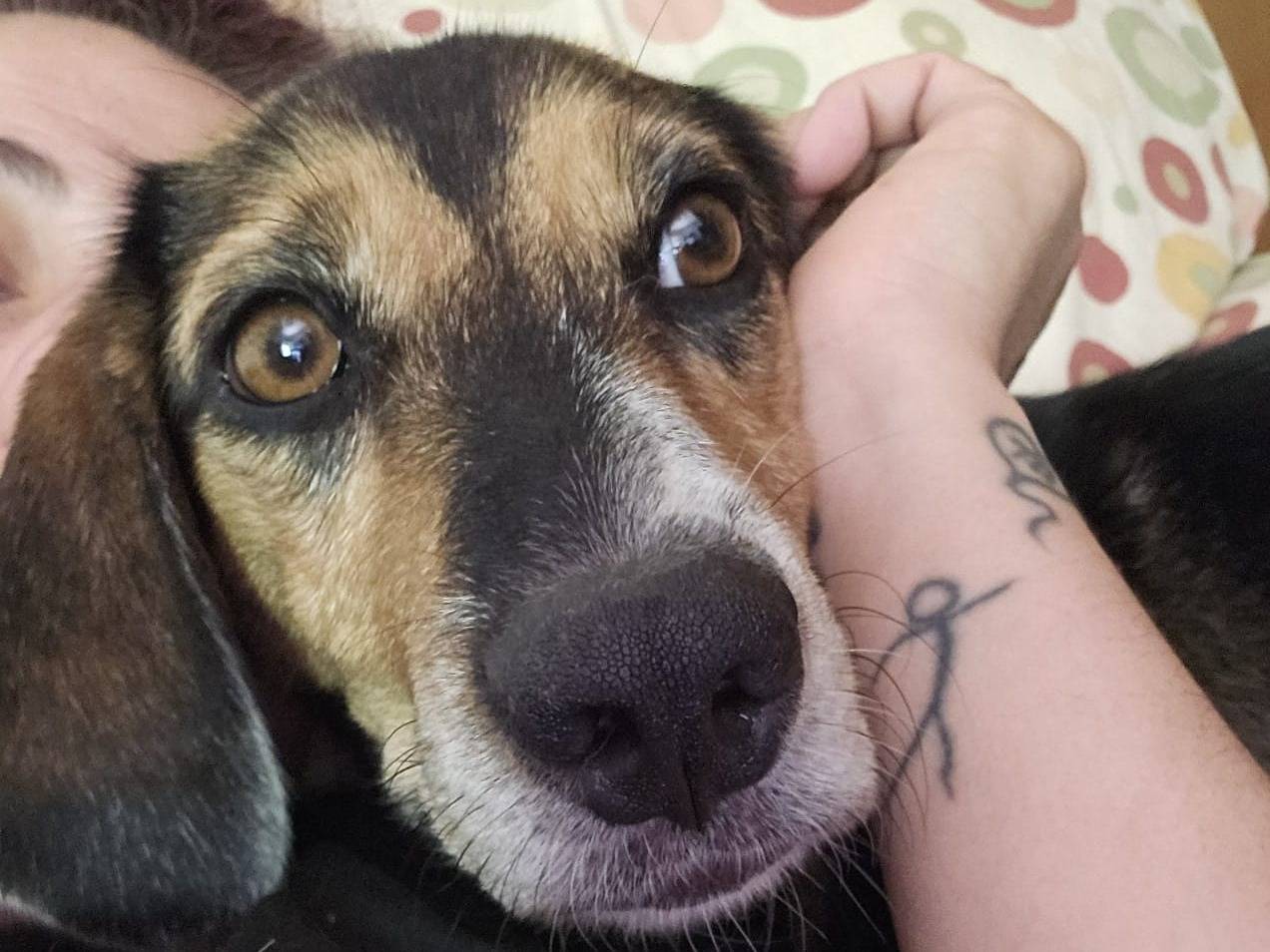 Adotta un cane, maschio, 3 anni e 1 mese, Roma