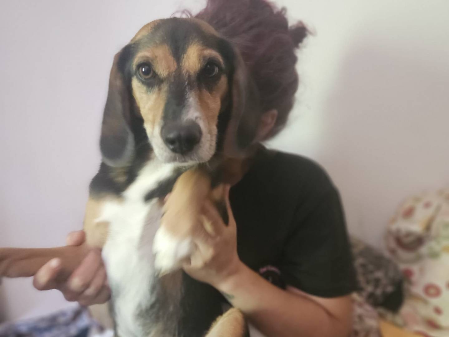 Adotta un cane, taglia piccola, maschio, Roma
