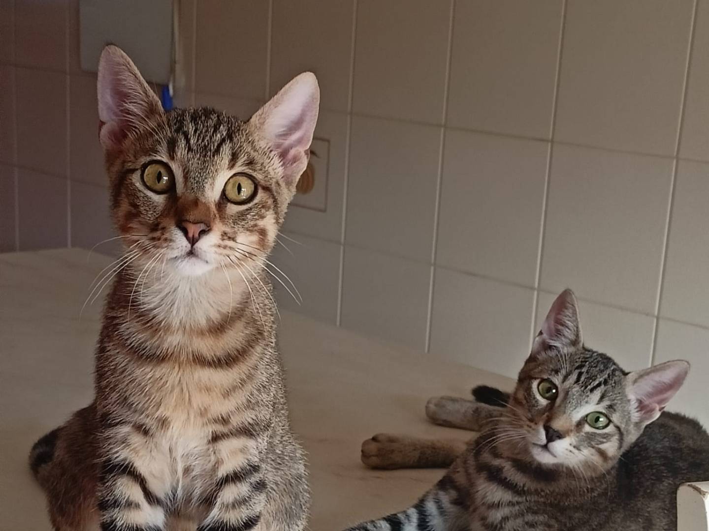 Adozione gatto, maschio, Razza sconosciuta Razza sconosciuta, 4 mesi, taglia non valida, Milano