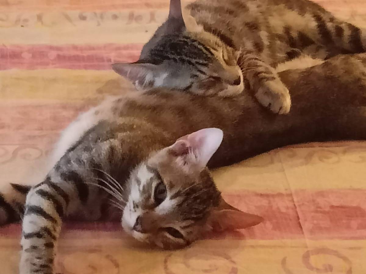 Adotta un gatto, maschio, 4 mesi, Milano
