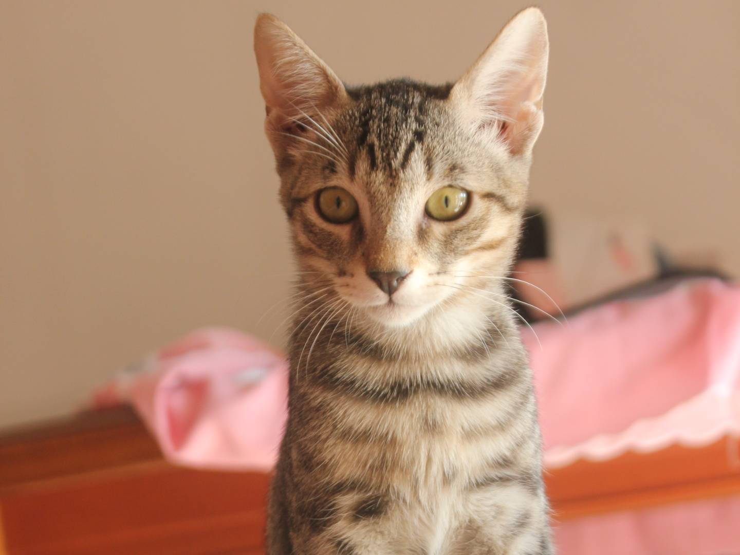 Adotta un gatto, taglia non valida, maschio, Milano