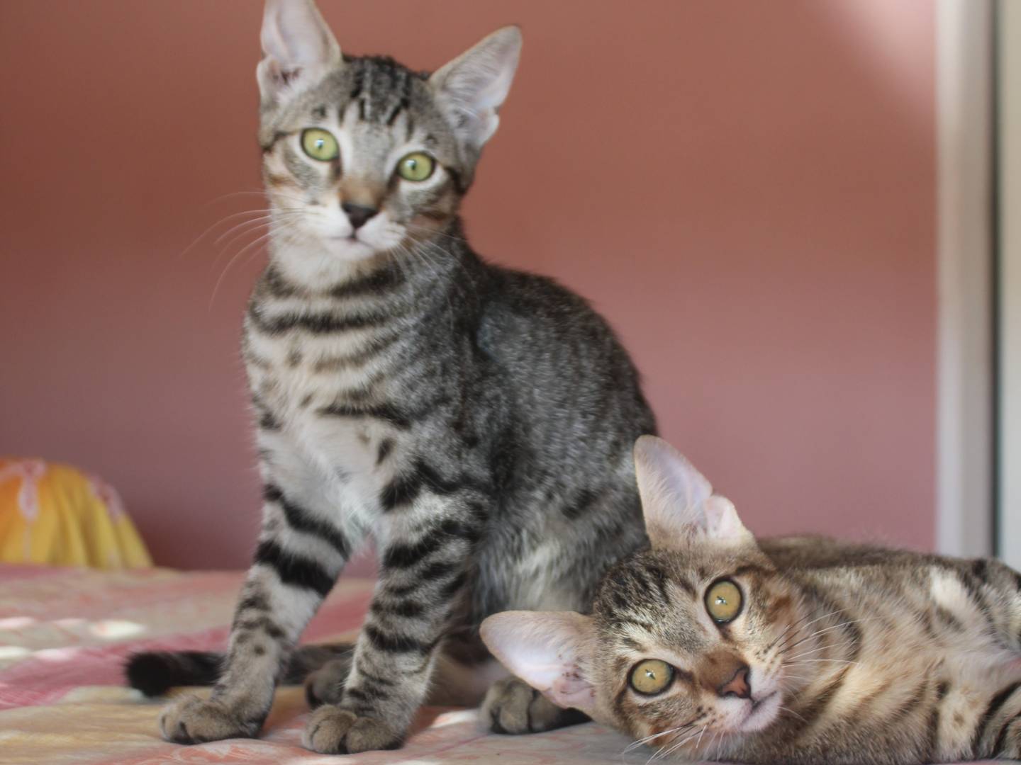 Vuoi adottare un gatto a Milano?