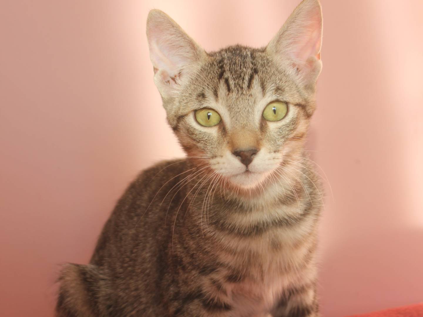 Adotta il gatto FRATELLINI TIGRATI DOLCISSIMI a Milano