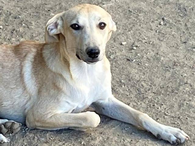 Adozione cane, femmina, Razza sconosciuta Razza sconosciuta, 7 mesi, taglia media, Udine