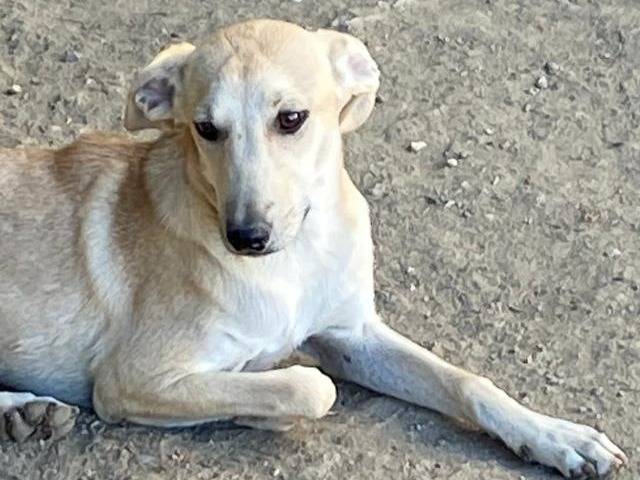 Adotta un cane, femmina, 7 mesi, Udine