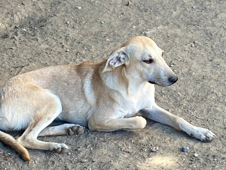 Adotta un cane, taglia media, femmina, Udine