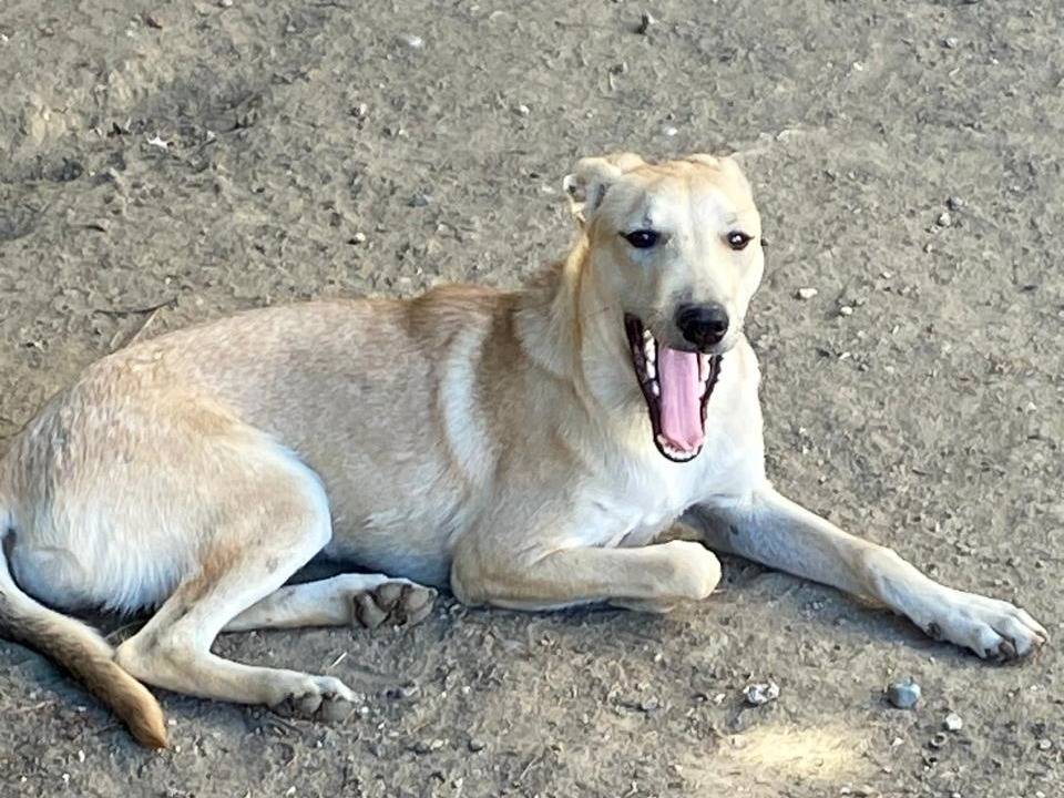 Vuoi adottare un cane a Udine?