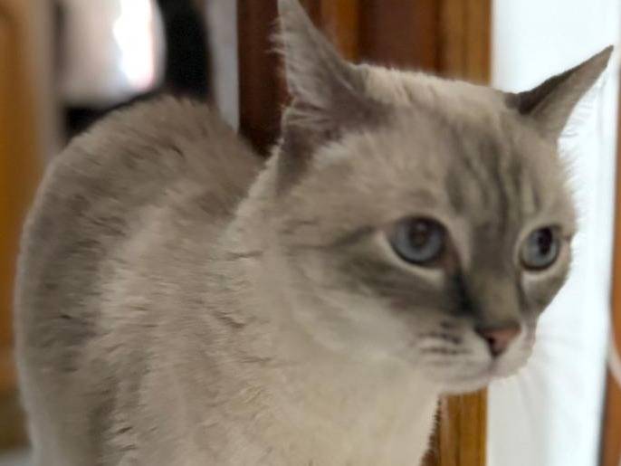 Adotta un gatto, maschio, 12 anni e 8 mesi, Parma