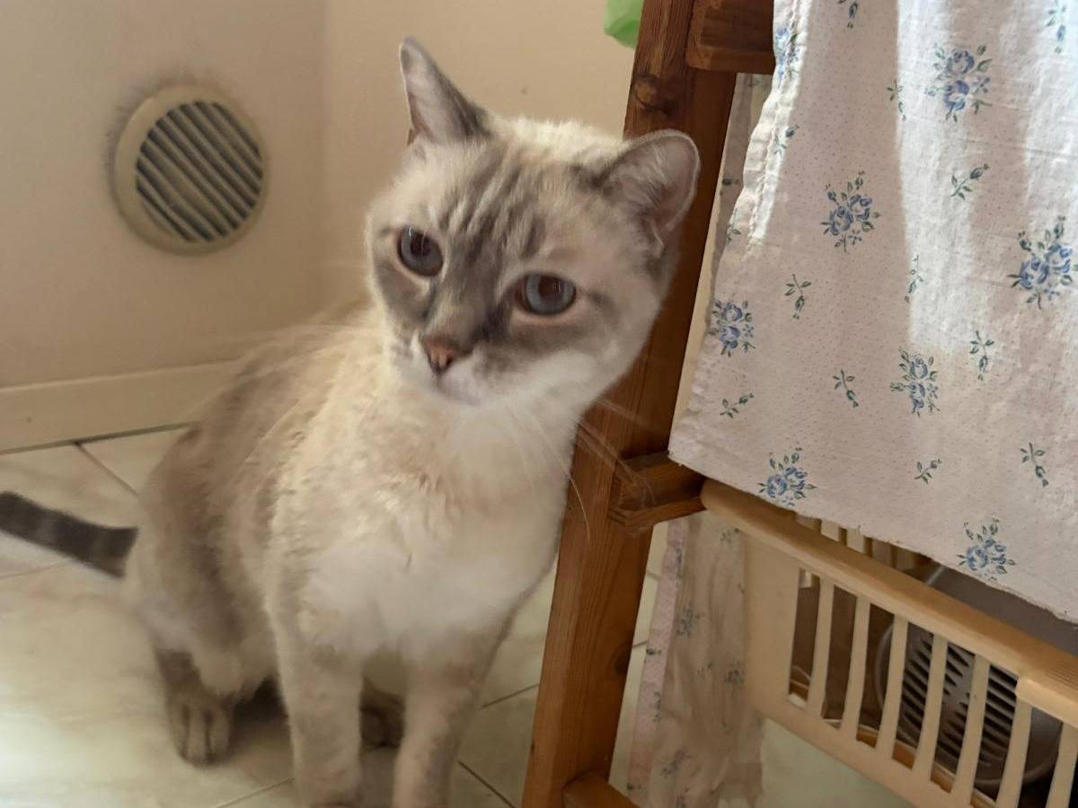 Adotta un gatto, taglia non valida, maschio, Parma
