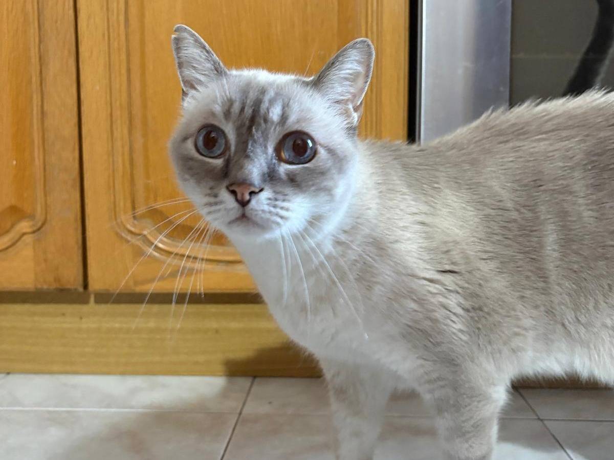 Vuoi adottare un gatto a Parma?