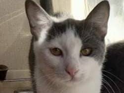 Adotta un gatto, femmina, 5 anni e 3 mesi, Genova