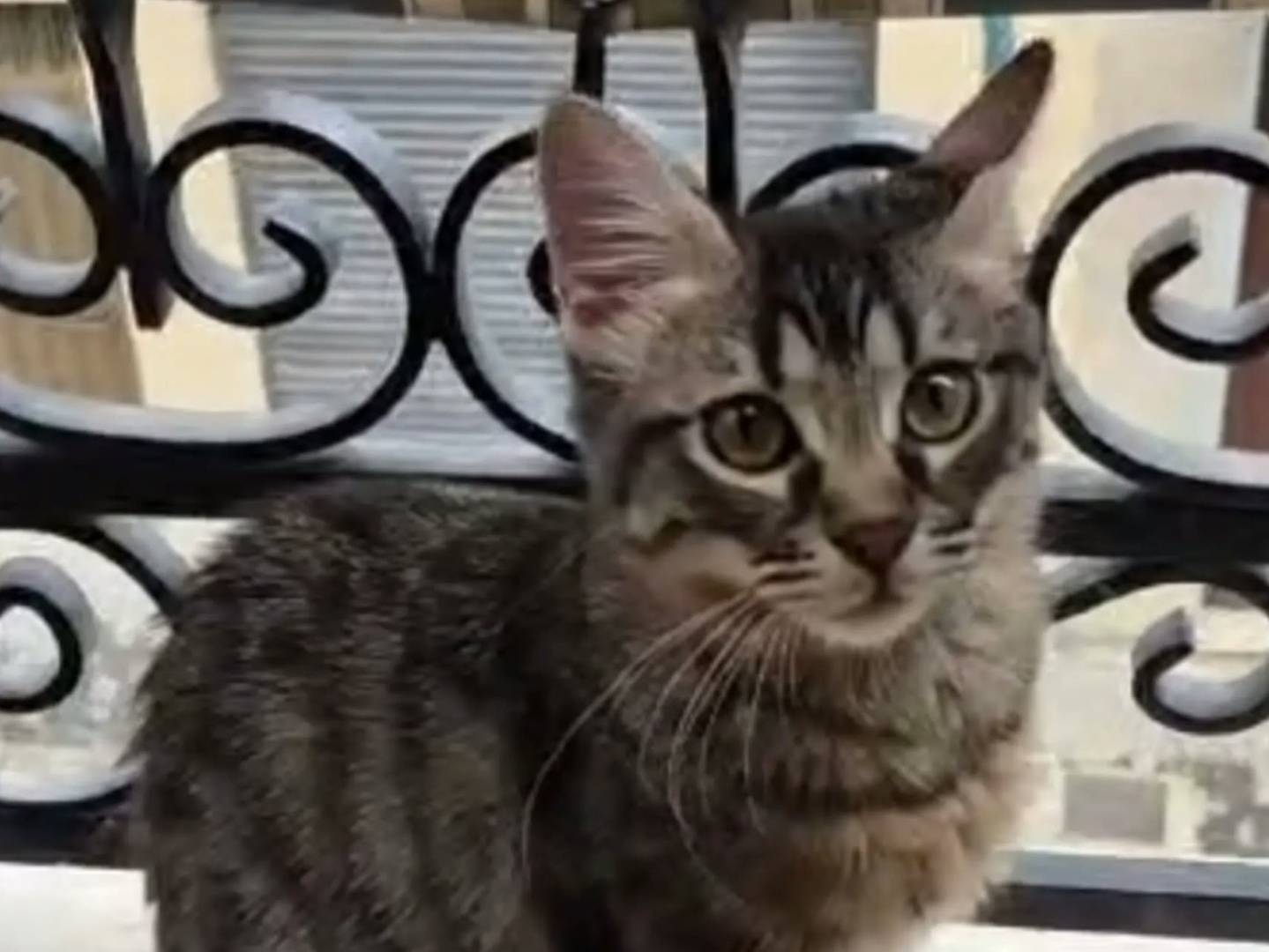 Adozione gatto, femmina, Razza sconosciuta Razza sconosciuta, 3 mesi, taglia non valida, Trapani