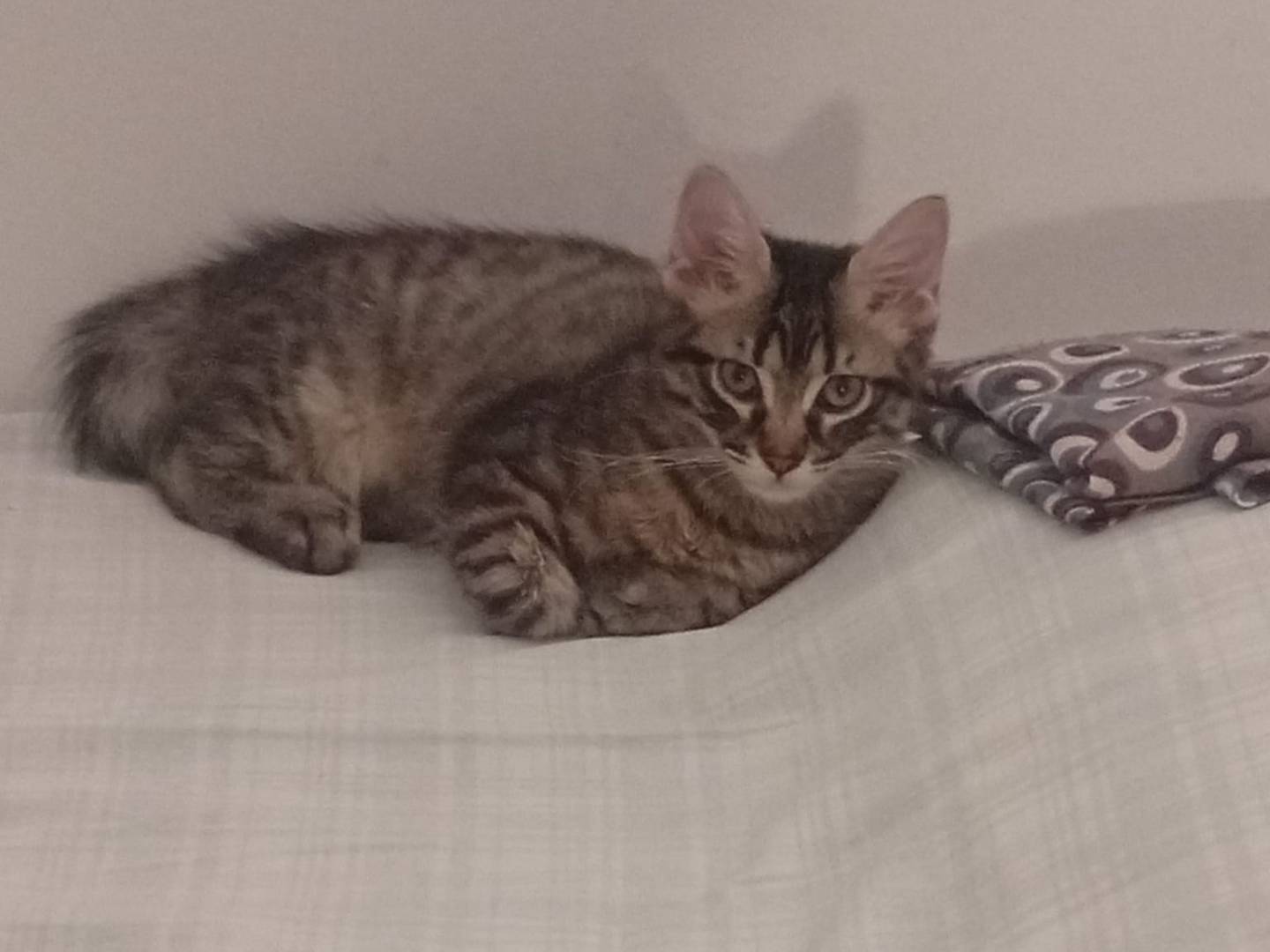 Adotta un gatto, femmina, 3 mesi, Trapani