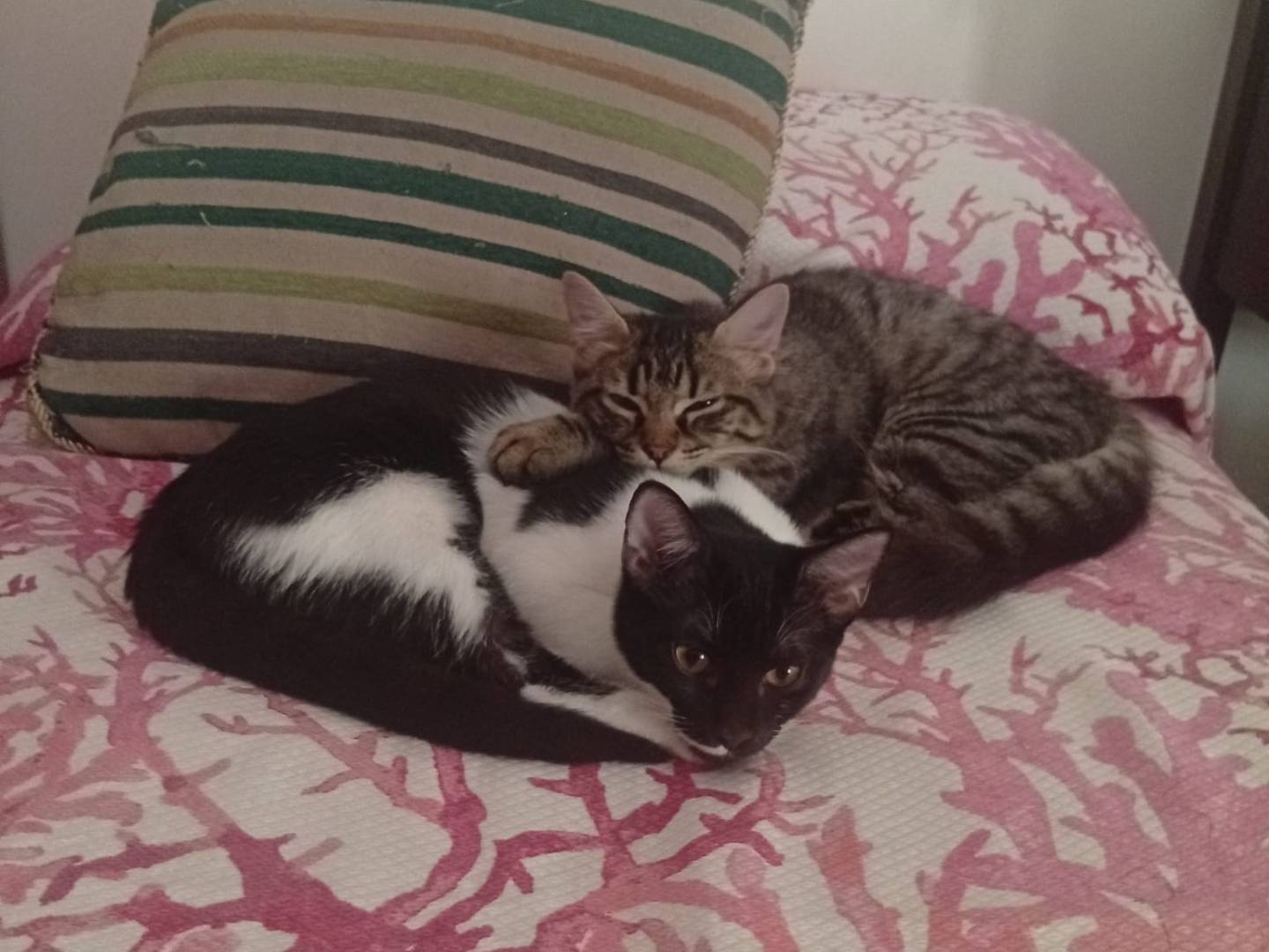 Adotta un gatto, taglia non valida, femmina, Trapani