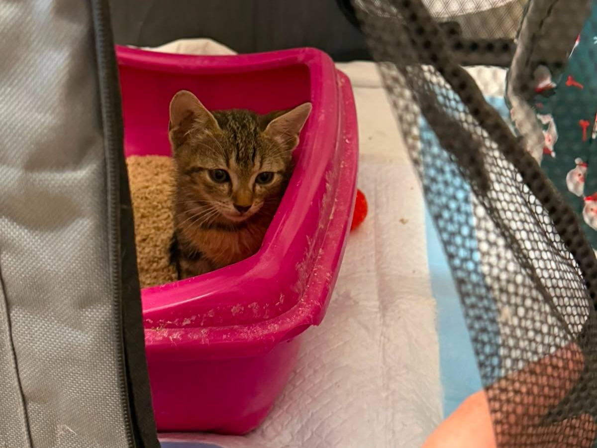 Adozione gatto, femmina, Razza sconosciuta Razza sconosciuta, 2 mesi, taglia non valida, Teramo
