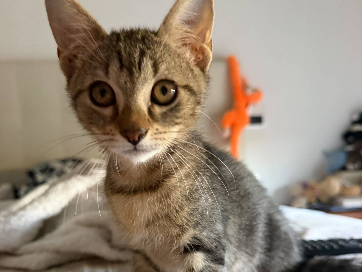 Adotta un gatto, femmina, 2 mesi, Teramo