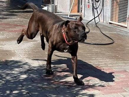 Adozione cane, maschio, Razza sconosciuta Razza sconosciuta, 4 anni e 3 mesi, taglia media, Milano