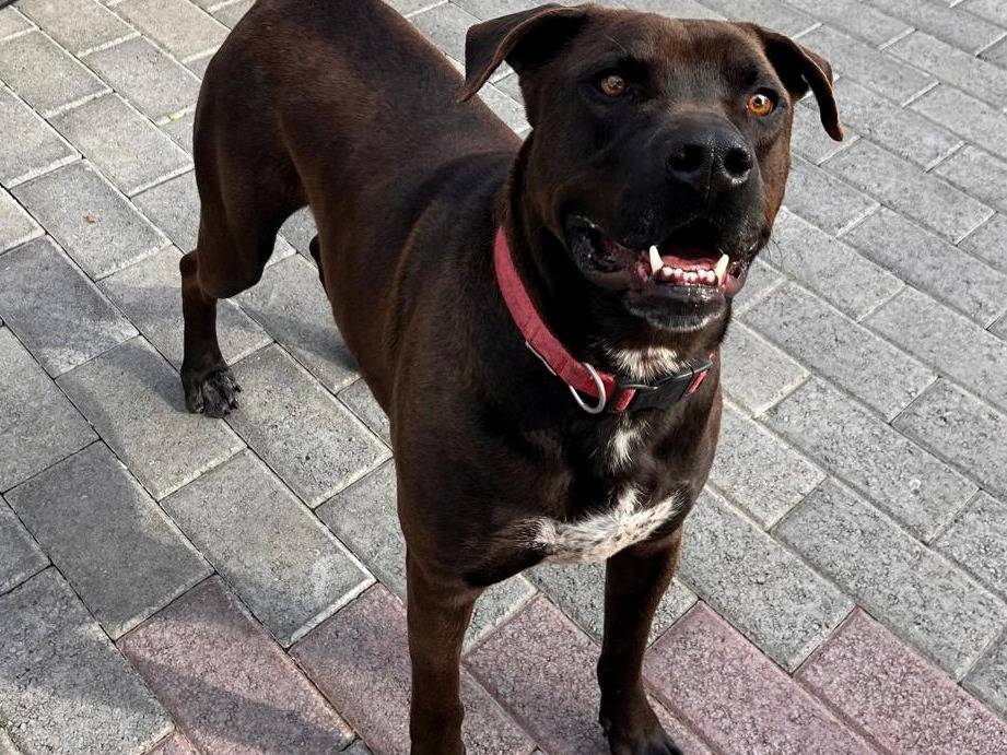 Vuoi adottare un cane a Milano?