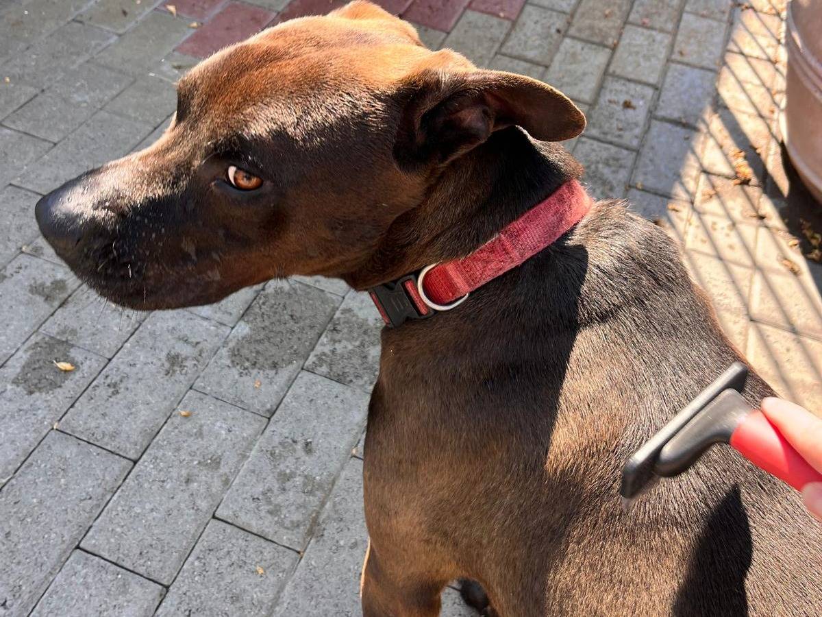Adotta il cane NIGEL a Milano