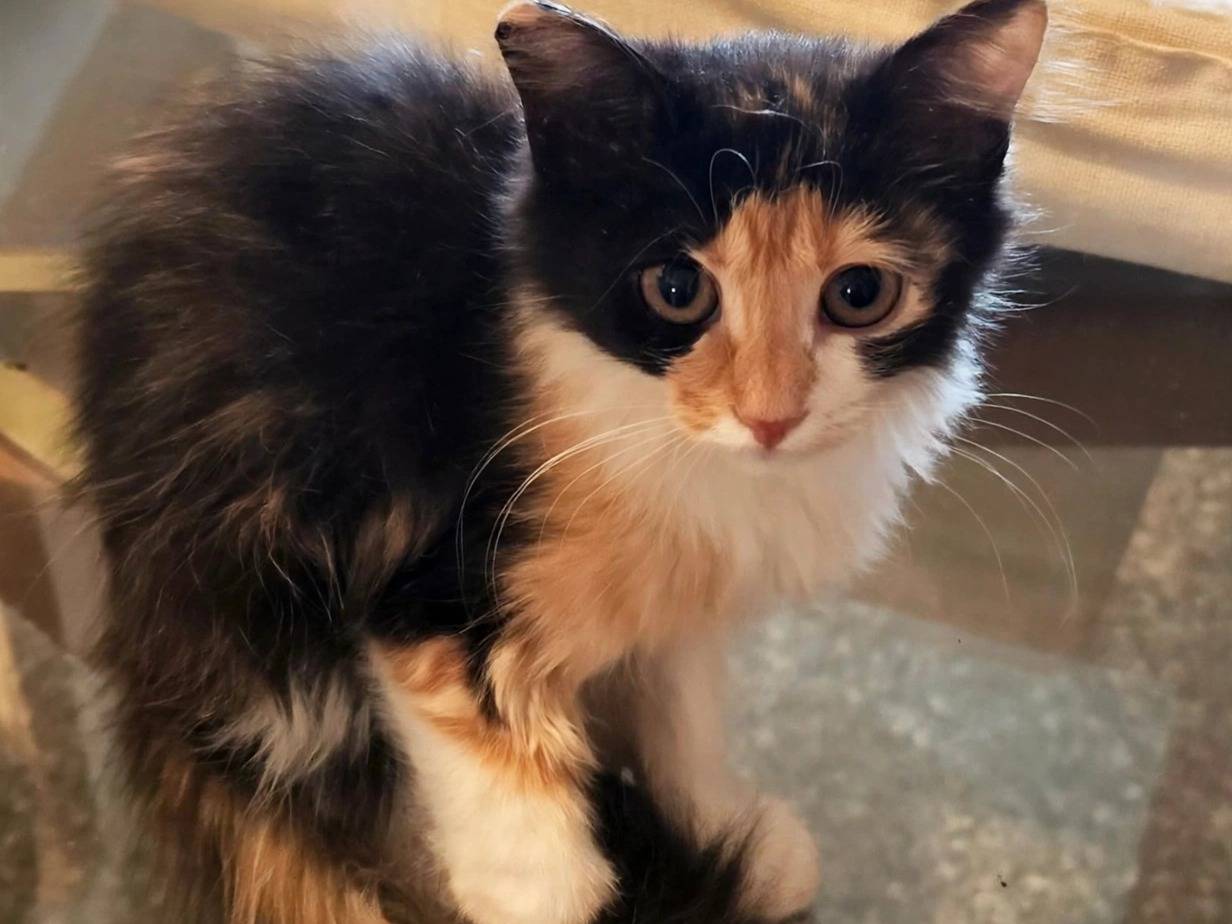 Adozione gatto, femmina, Razza sconosciuta Razza sconosciuta, 2 mesi, taglia non valida, Bologna