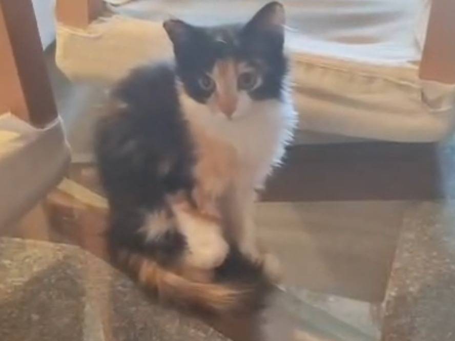 Adotta un gatto, femmina, 2 mesi, Bologna