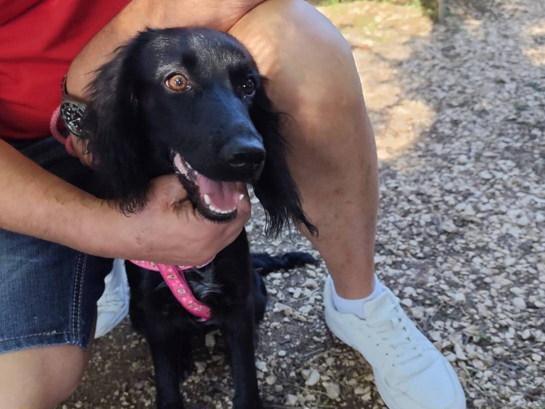 Adozione cane, femmina, Razza sconosciuta Razza sconosciuta, 8 mesi, taglia piccola, Arezzo