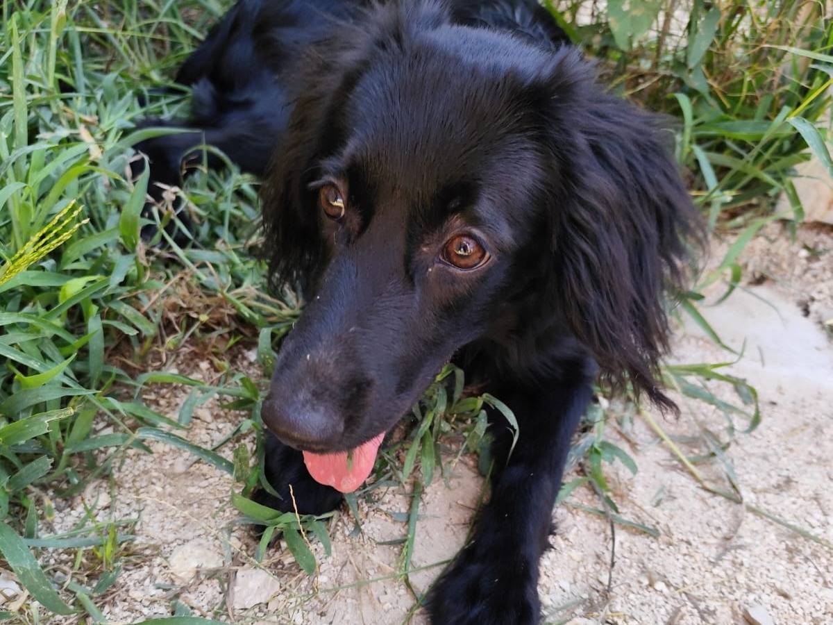 Adotta un cane, femmina, 8 mesi, Arezzo