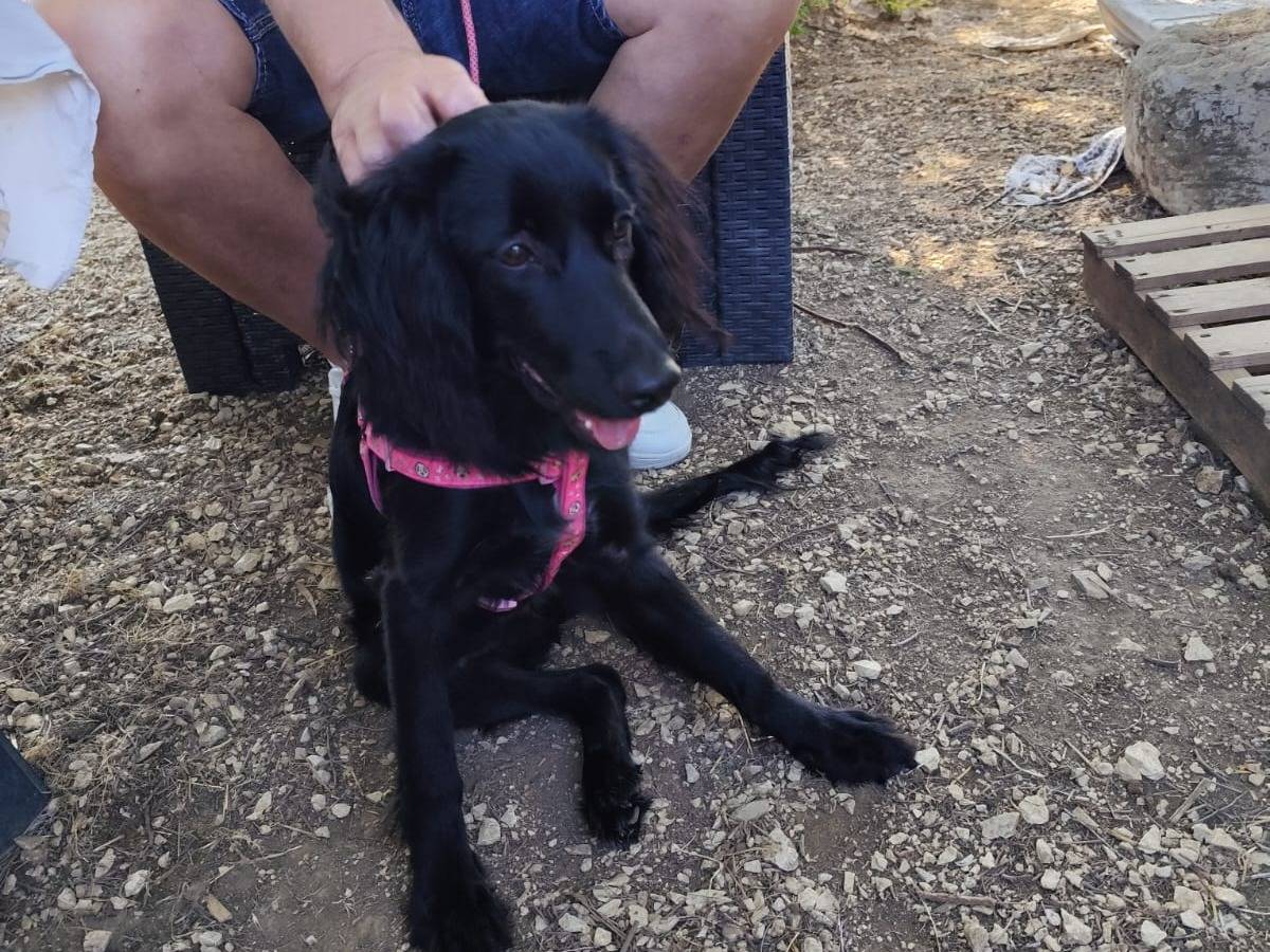 Adotta un cane, taglia piccola, femmina, Arezzo