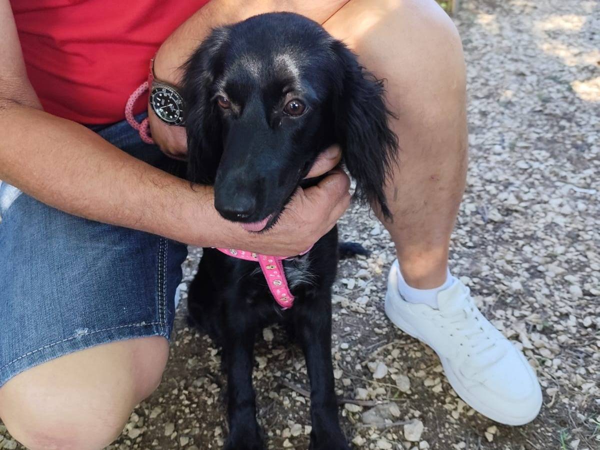 Vuoi adottare un cane a Arezzo?