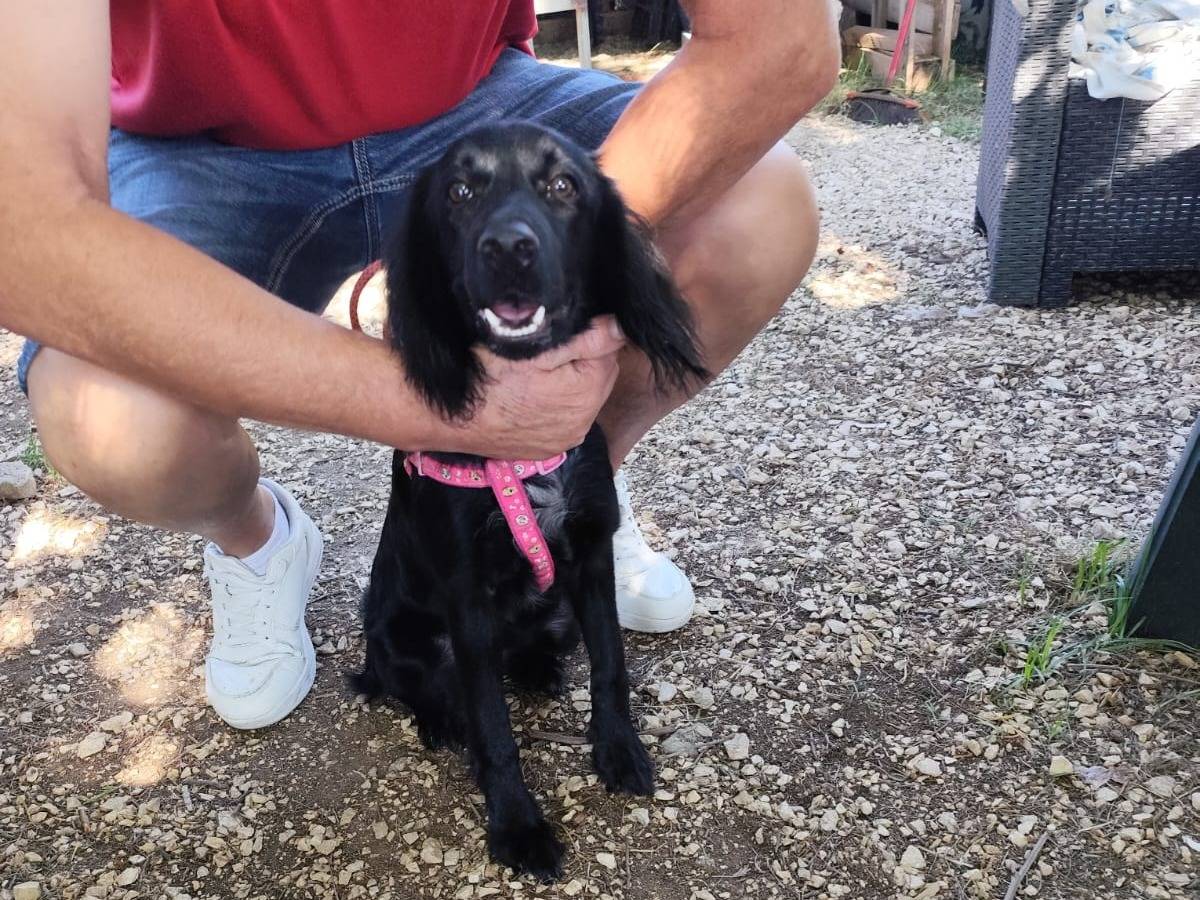 Adotta il cane KEYLI a Arezzo