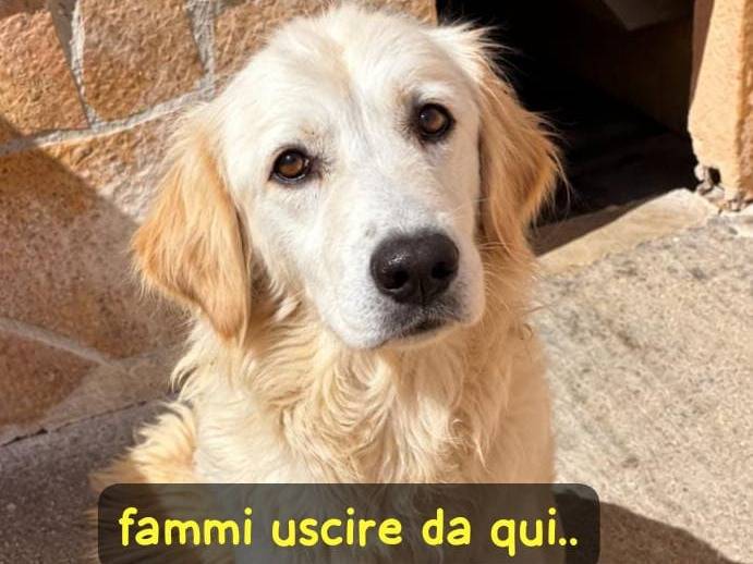 Adozione cane, femmina, Razza sconosciuta Razza sconosciuta, 3 anni e 1 mese, taglia media, Cremona
